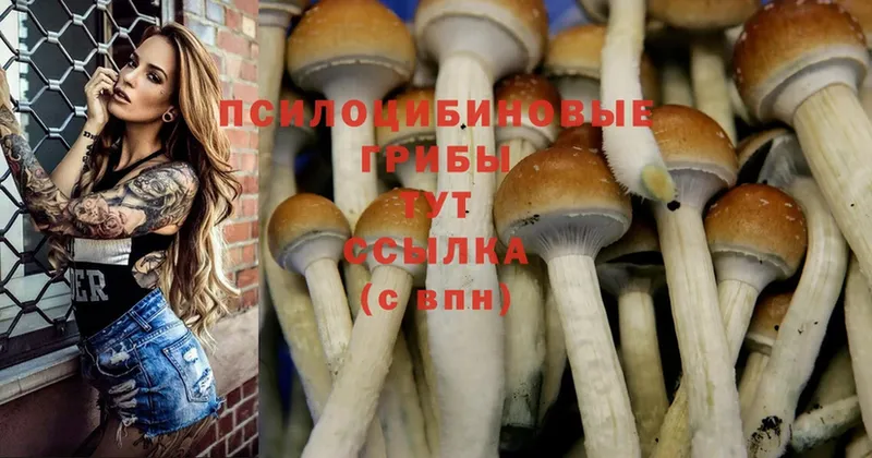 Псилоцибиновые грибы Cubensis  Рославль 